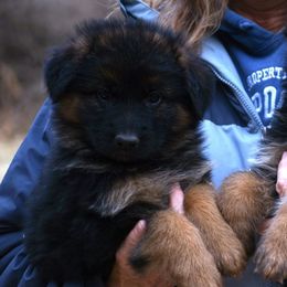 Girl 6 - German Shepherd puppy from Euro Deja