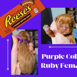 Reeses - Ruby female Cavalier King Charles Spaniel puppy in Willmar, Minnesota from Starlite Cavaliers