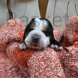 Prince - Black white and brown male Basset Hound puppy in Big Rapids, Michigan from Basket Hound Bassets