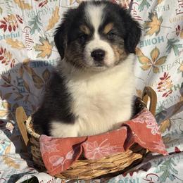 Chestnut - Black tri-color male Australian Shepherd puppy in Corinna, Maine from Windfall Homestead