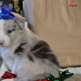 Alpha - Slate merle male Border Collie puppy in Richmond, Maine from Lil Maine Border Collies