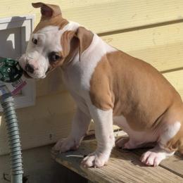 Larry - Red male American Staffordshire Terrier puppy in Cloverdale, Indiana from Woodshire American Staffordshire Terrier’s