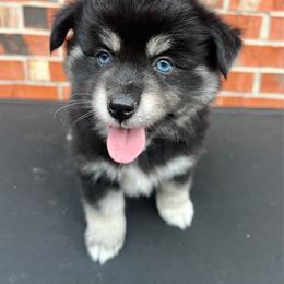 Luigi - Black and white male Pomsky puppy in Henderson, Kentucky from Paris Pomskies