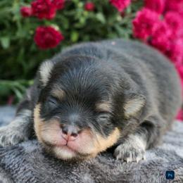 Beans - Black and tan male Pomeranian puppy in Bremen, Indiana from AMS Pomeranians and Pomskies in Indiana