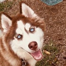 Siberian Huskies from Husky Love Home