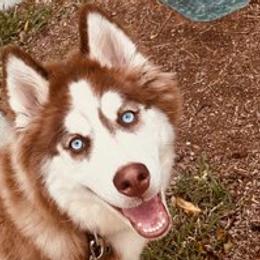 Siberian Huskies from Husky Love Home