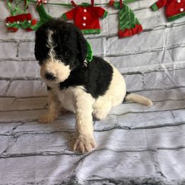 Cupid - Parti male Labradoodle puppy in Monticello, Georgia from Daylin’s Doodles & Labradors
