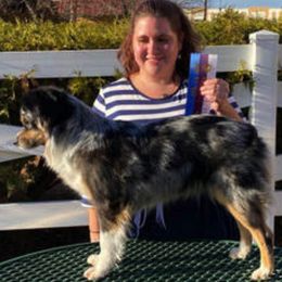 Australian Shepherd and Miniature American Shepherd All Grown Up from Whispering Valley Miniature American Shepherds and Australian Shepherds