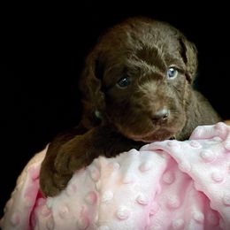 Bernedoodle and Labradoodle Puppies from Delaney Park Doodles