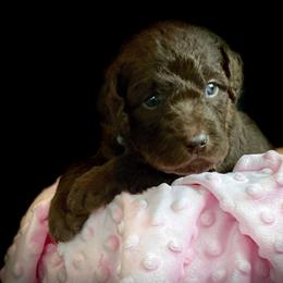 Bernedoodle and Labradoodle Puppies from Delaney Park Doodles
