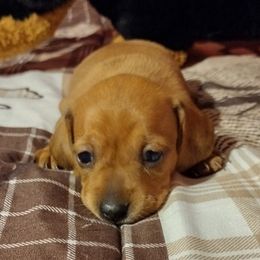 Dachshunds from Corazon Mio Dachshunds