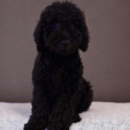 Duke - Black male Double Doodle puppy in Big Stone Gap, Virginia from Southern Sunshine Doodles