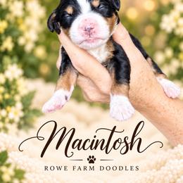Macintosh - Tri-color male Bernedoodle puppy in Henry, Illinois from Rowe Farms Doodles