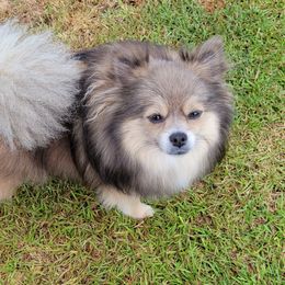 Sadie - Pomeranian