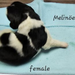 Girl 2 - White and black Newfoundland puppy in Brownstown, Michigan from Persephone's Fabled Tails