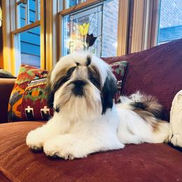 Poodle and Shih Tzu Puppies from Heritage Toy Poodles & Hallmark Jolei Shih Tzus