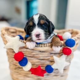 Rerun - Tri-color male Bernedoodle puppy in Sulphur, Louisiana from Curly Q’s Of Carlyss