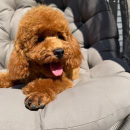 Waffles - Red  male Poodle puppy in Berrien Springs, Michigan from Michigan Mini & Toy Red Poodles