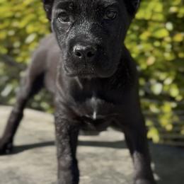 Girl 1 - Black female Cane Corso puppy in California from Donato Kennels