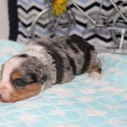 Clinton - Blue merle male Aussiedoodle puppy in Arthur, Illinois from Perfect Pugs
