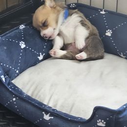 Pembroke Welsh Corgi Puppies from Short & Stout