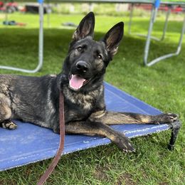 Echo - German Shepherd