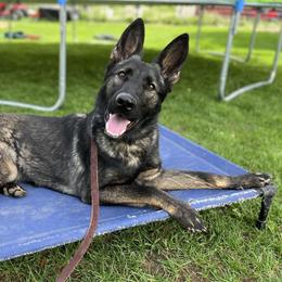 Echo - German Shepherd