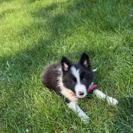 Border Collie Puppies from Harmonie 21 Border Collies