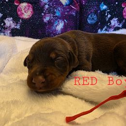 Red - Red and rust male Doberman Pinscher puppy in Knox, Indiana from Double River Dobermans