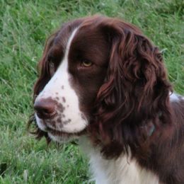 Ashley - English Springer Spaniel