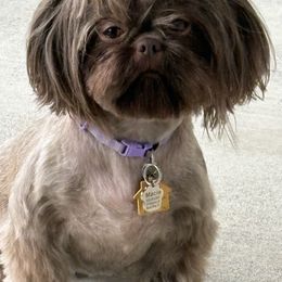 Macie - Shih Tzu
