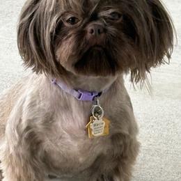 Macie - Shih Tzu