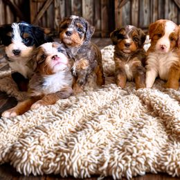Bernedoodle puppies from BFF Bernedoodles