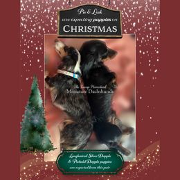 Dachshund puppies from The Teacup Homestead Miniature Dachshunds