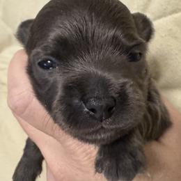 Owen - Blue and white male Chihuahua puppy in Brooklyn, Connecticut from Ladybug Chihuahuas