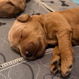 Willow - Apricot female Goldendoodle puppy in Indiana, Pennsylvania from Kathy's Doodles
