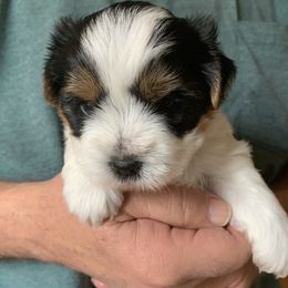 Biewer Terriers from Little Bear Creek Biewers