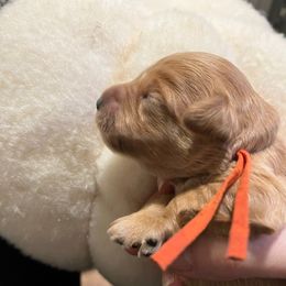 Girl 1 - Apricot female Schnoodle puppy in Fredericksburg, Virginia from Growing Puppies