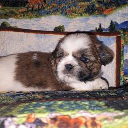 ORION - Brindle and white male Shih Tzu puppy in Los Banos And Bay Area, California from Shantii's Shih Tzu's
