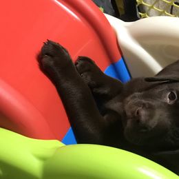 Labrador Retriever Puppies from Viklan Labradors