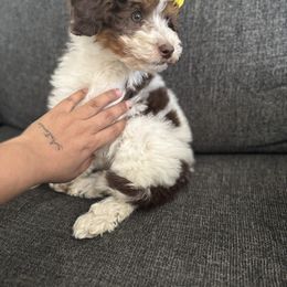 Aussiedoodle, Bernedoodle, Goldendoodle, and Poodle Puppies from Vallevistadoodles