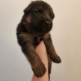 Light Blue Girl - Black and red female German Shepherd puppy in Longview, Washington from Bunkerhill Shepherds