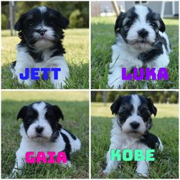 Havanese Puppies from Hoppy Havanese