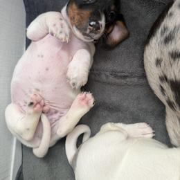 Spanky - Piebald male Dachshund puppy in Paradise, California from Barnes’ Doxies