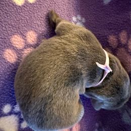 Charcoal Female- Light Purple - Charcoal female Dilute Retriever puppy in Marion, Illinois from Summer Lovin’ Labradors of Southern Illinois