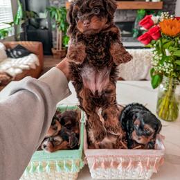 Bernedoodle, Cavapoo, Cavapoochon, Goldendoodle, Poodle, and Yorkipoo Puppies from Anchor Dogs