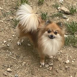 Pumpkin - Pomeranian