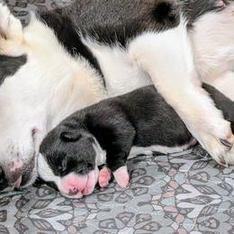 Snoopy - Black and white male American Corgi puppy in Clarksville, Tennessee from Cold Creek Family Farm LLC