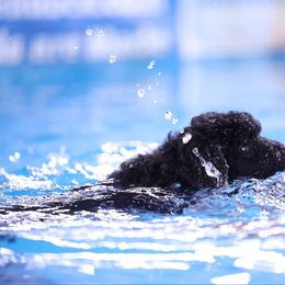 Poodle Puppies from Pawsable Prospects