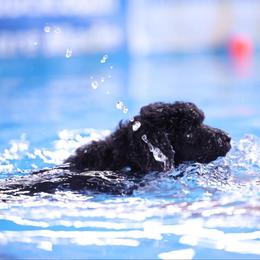 Poodle Puppies from Pawsable Prospects